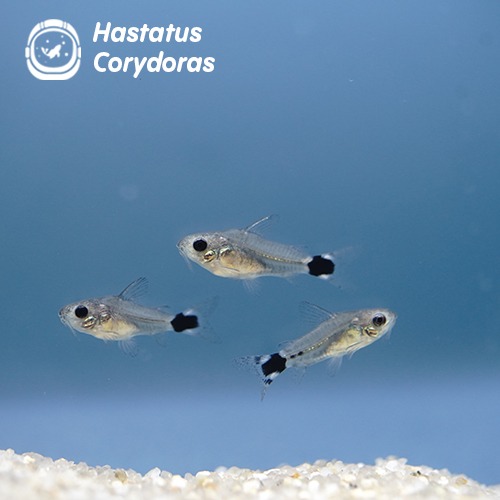 하스타투스 코리도라스_Hastatus Corydoras / 1.5cm전후 / 1마리