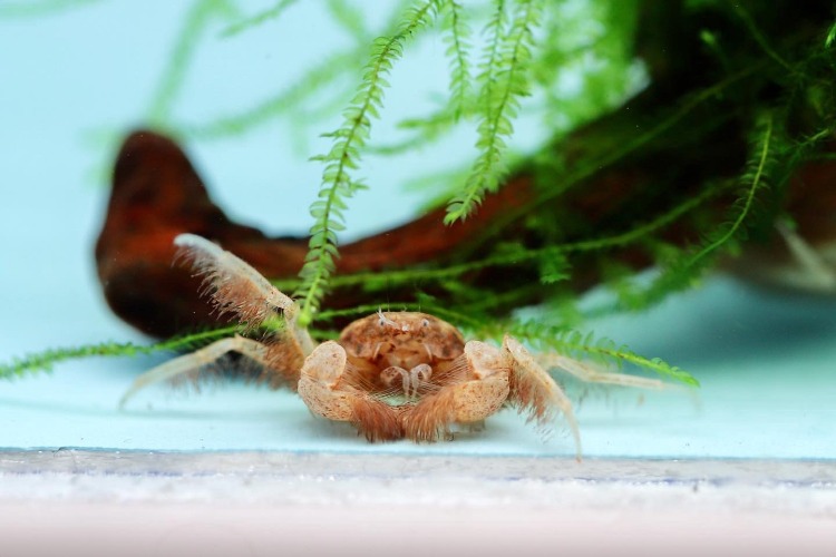 마이크로 스파이더 크랩 / Thai micro spider crab / 1마리 / 등갑 0.5~1cm 전후