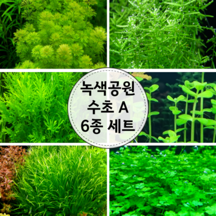 녹색공원 수초A 6종세트 / 30줄기 1세트