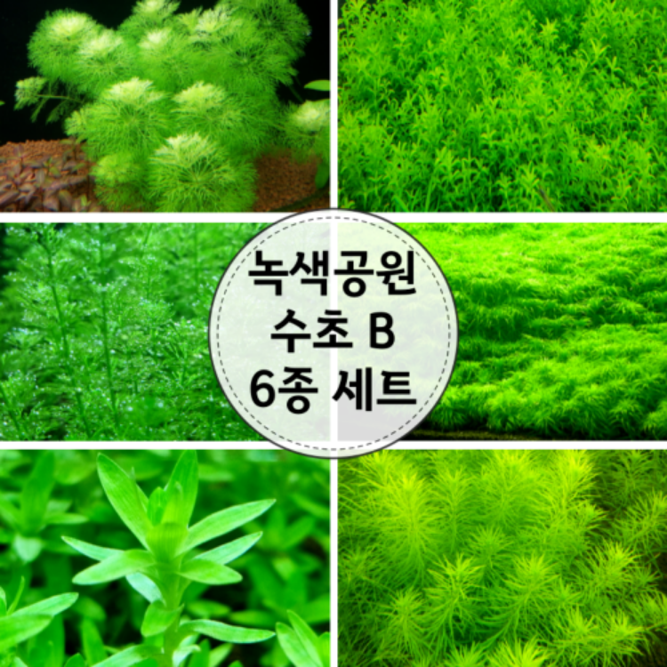 녹색공원 수초B 6종세트 / 30줄기 1세트