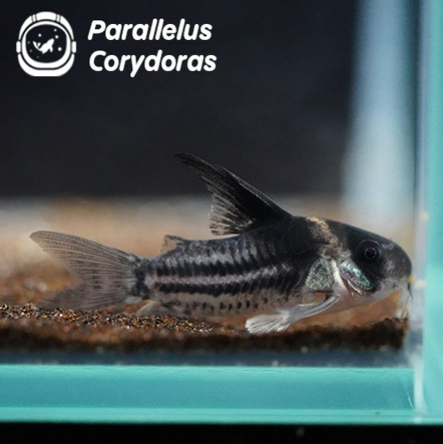 콜레어 코리도라스_Parallelus Corydoras(3cm~3.5cm)