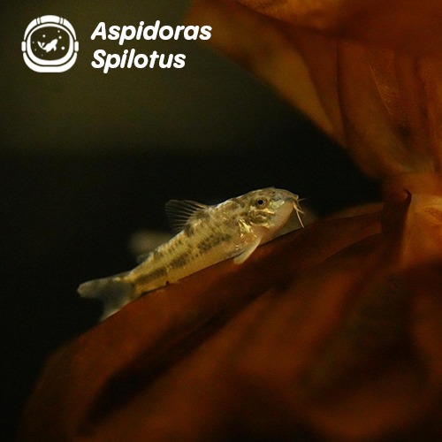 아스피도라스 C 125 / Aspidoras spilotus 2-3cm전후