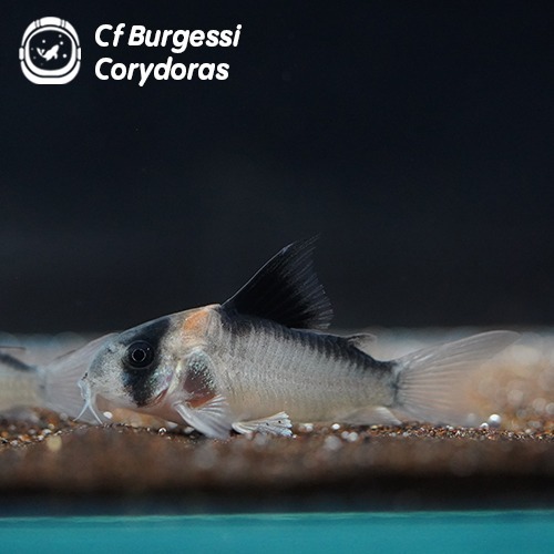 Cf 버게시 코리도라스_Cf Burgessi Corydoras/ 3cm 전후(10마리 주문시 +1마리)