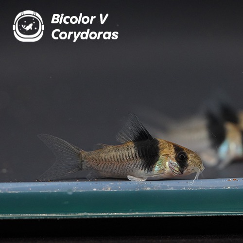 바이컬러V 코리도라스_Bicolor V Corydoras/ 3cm 전후(10마리 주문시 +1마리)