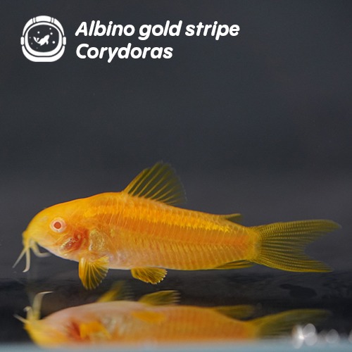 알비노 골드 스트라이프 코리도라스_Albino gold stripe Corydoras/ 4cm 전후(10마리 주문시 +1마리)