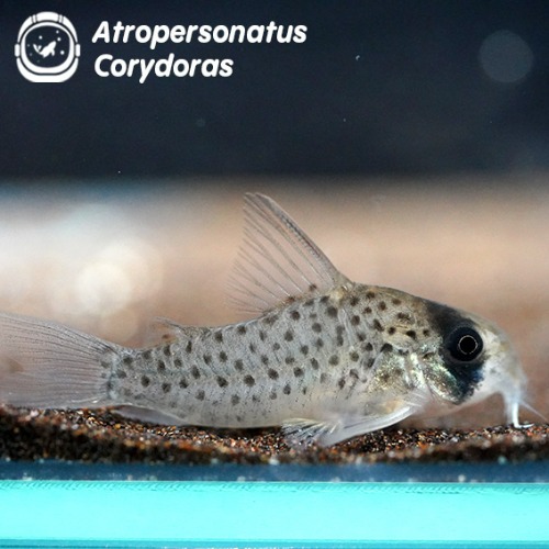 아트로퍼소나투스 코리도라스_Atropersonatus Corydoras (브리딩3cm전후)