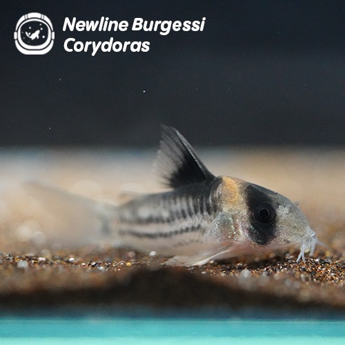 뉴라인 버게시 코리도라스_Newline Burgessi Corydoras/ 3cm 전후 (10마리 주문시 +1마리)