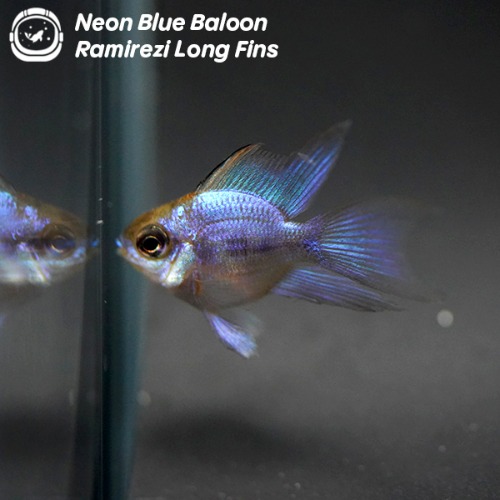네온블루 볼 라미네지 롱핀_Neon Blue Baloon  Ramirezi Long Fins/ 3cm전후