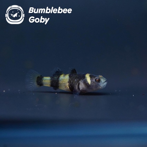 범블비 고비_Bumblebee Goby/ 1.5~2cm 전후/ 1마리