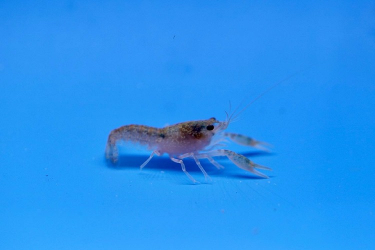 멕시칸 블루 드워프 가재 / mexican blue dwarf crayfish / 1.5cm 전후 / 1마리